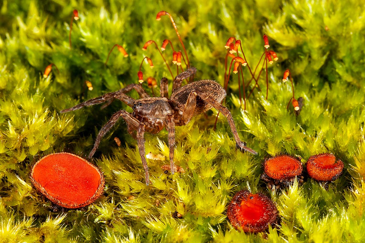 Trochosa sp. - prov. Grosseto